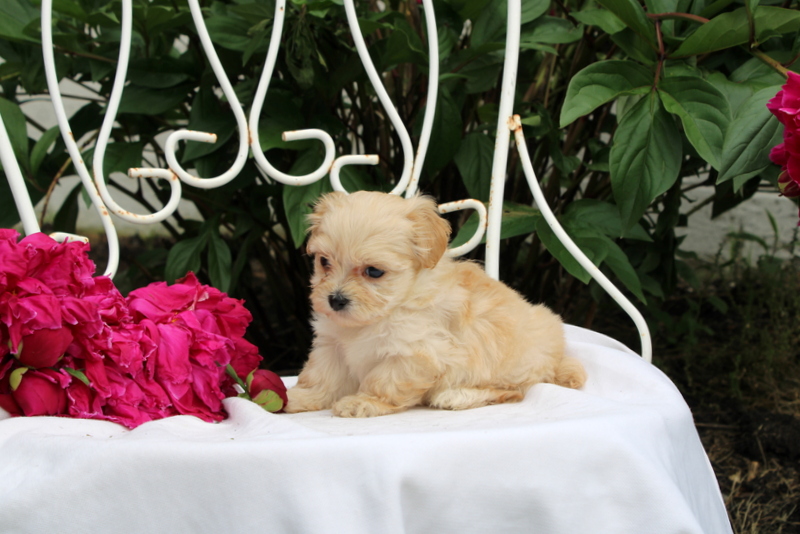 puppy, for, sale, Maltipoo, Matthew B. Stoltzfus, dog, breeder, Gap, PA, dog-breeder, puppy-for-sale, forsale, nearby, find, puppyfind, locator, puppylocator, aca